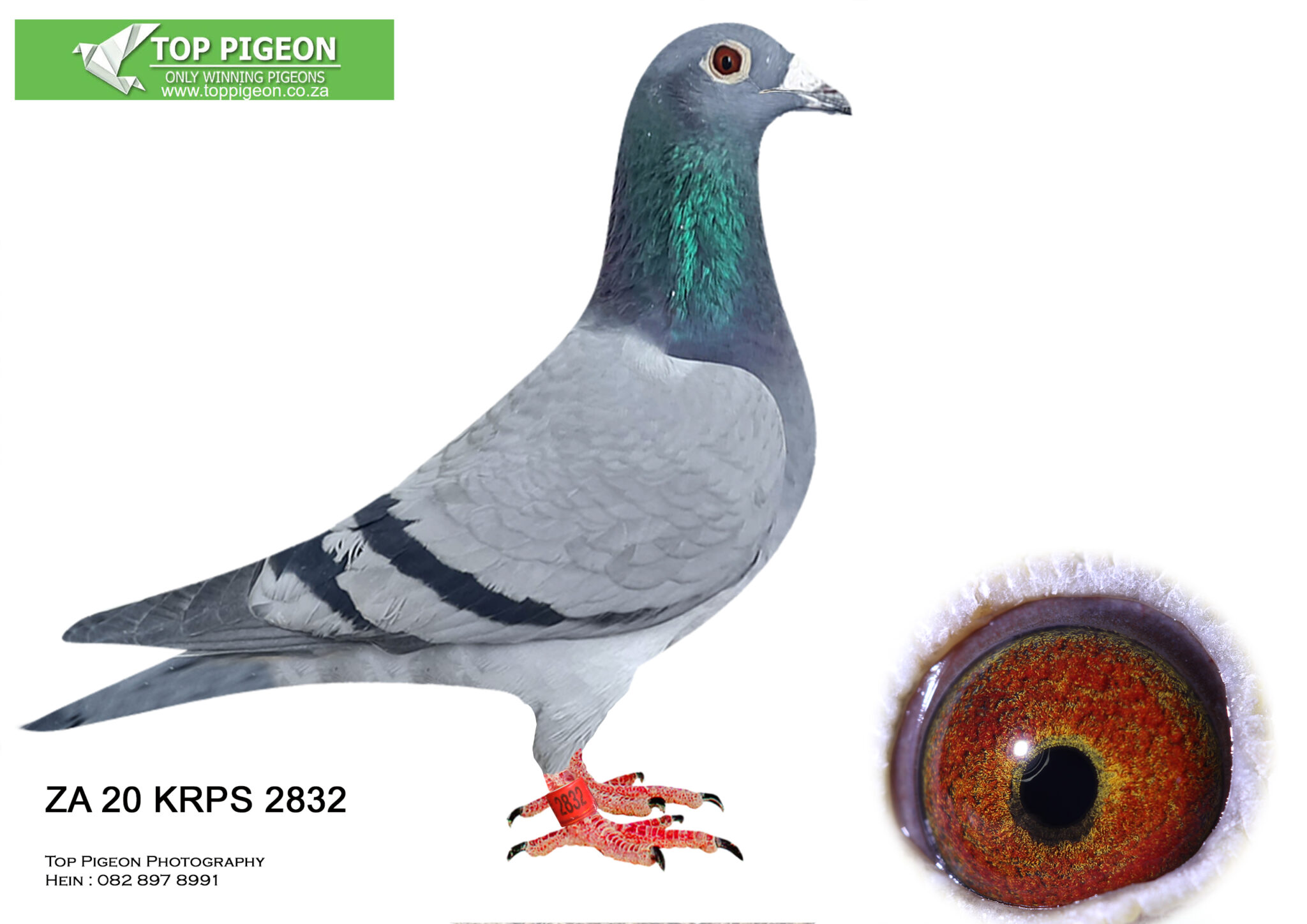 .LOT 3 TOP PIGEON PLATINUM HOOYMANS AUCTION (GYS LOUW)- ZA 20 KRPS 2832 ...