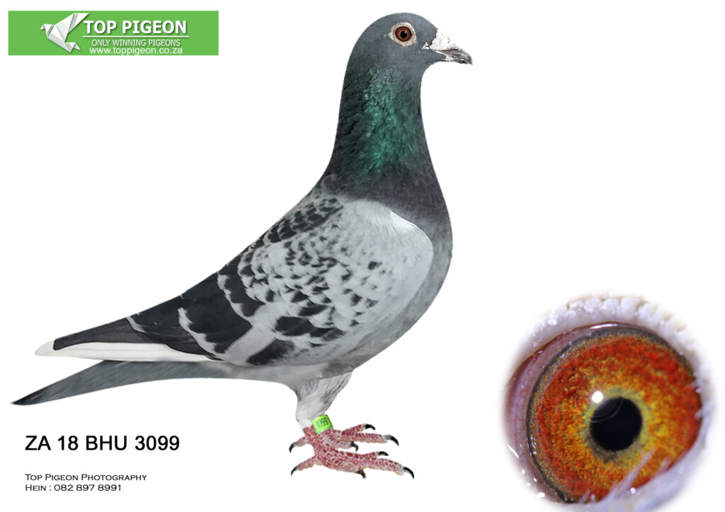 LOT 16 TOP PIGEON MID AUGUST ZA 18 BHU 3099 CHWF (BRED BY DU PLOOY