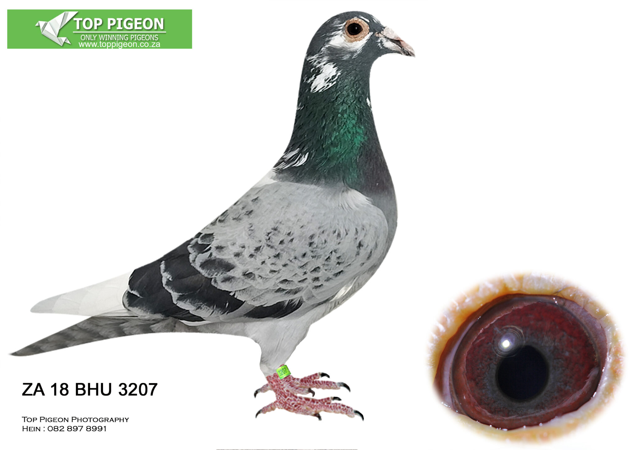 Inbread Pigeon LOT 39 TOP PIGEON MID AUGUST – ZA 18 BHU 3207 BBPD (BRED BY DU PLOOY ...