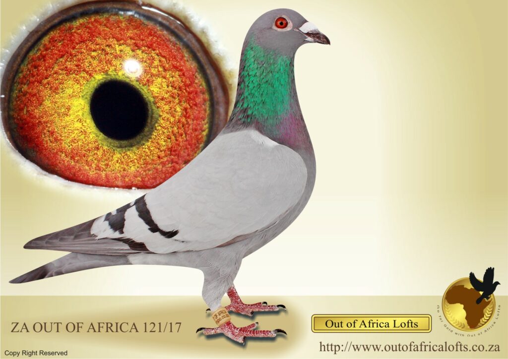 LOT 28 OUT OF AFRICA – ZA 17 OOAFRICA 121 BB —DIRECT CHILD OF THIS COCK ...