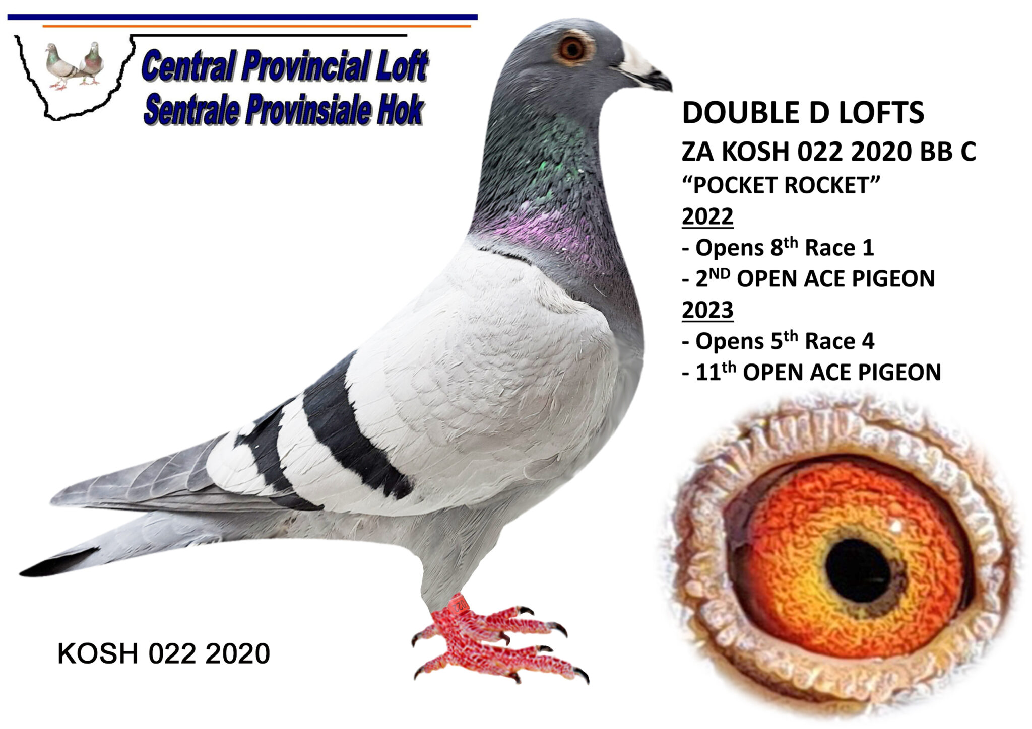 LOT 11 CENTRAL OLR -ZA KOSH 022 2020 “POCKET ROCKET” BB C Bred by ...