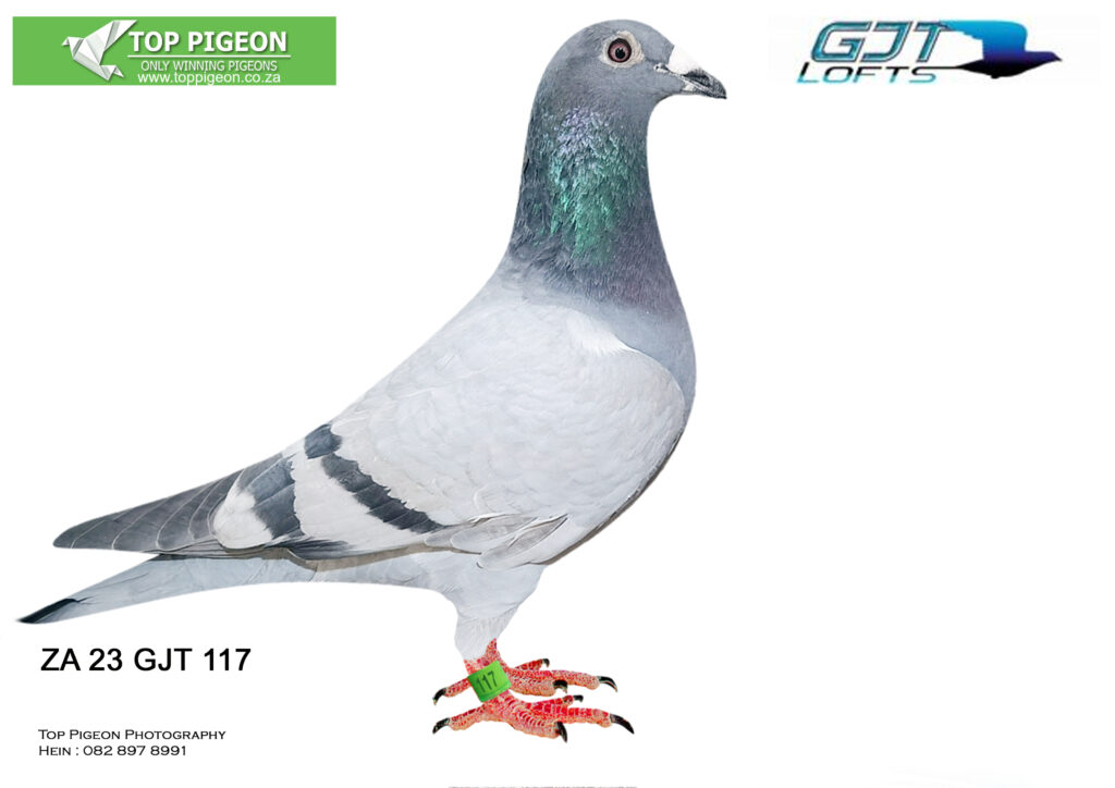 LOT 10 GJT LOFTS – ZA 23 GJT 117 BBAR -THIS PIGEON WERE RACING AS A ...