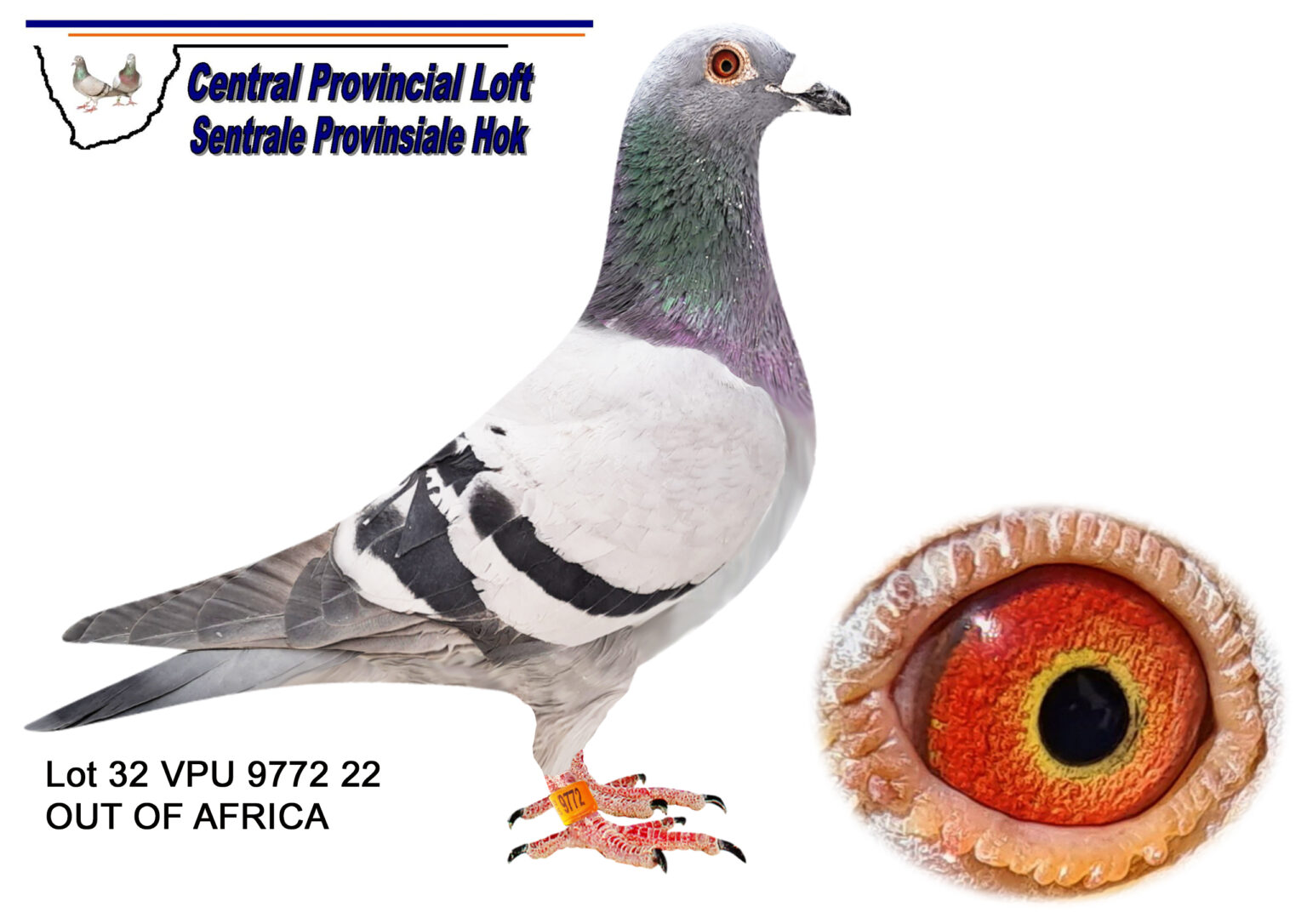 lot-32-central-lofts-olr-vpu-9772-22-out-of-africa-sire-za-17-gpu