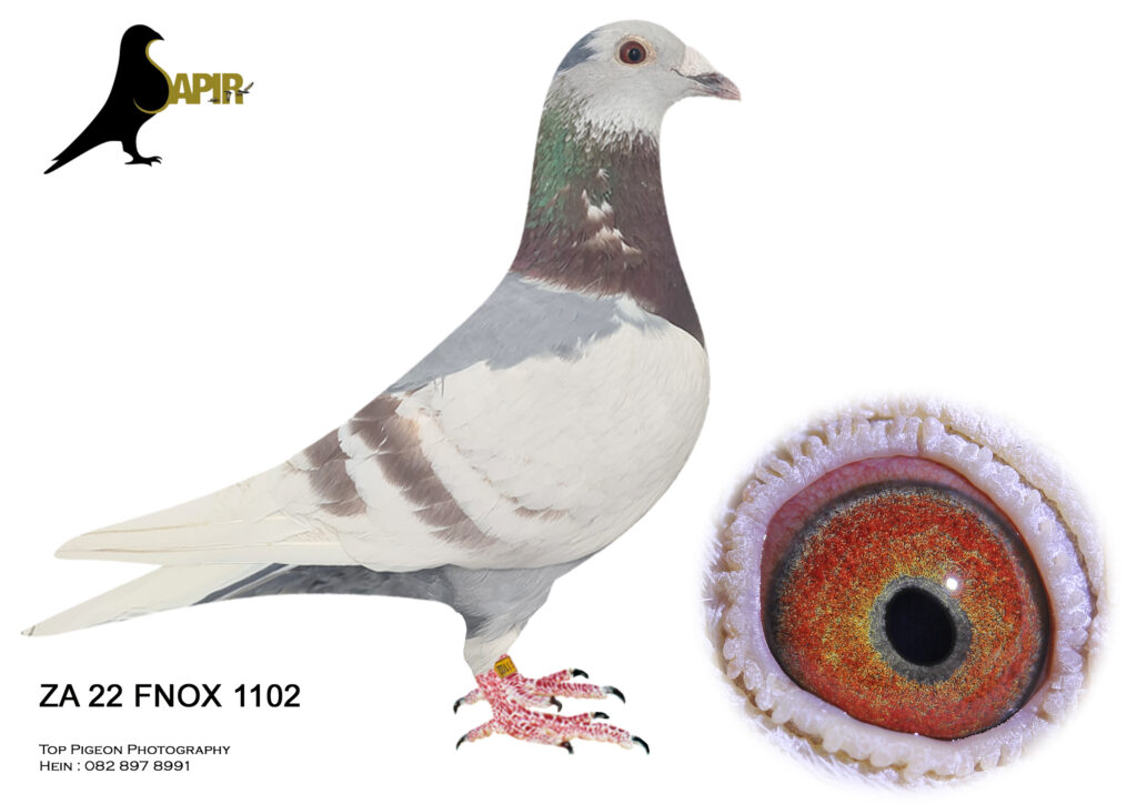 LOT 10 AUTUMN AUCTION –-ZA 22 KNOX 1102 – SIRE: 0230669 DAN 19. INBRED ...