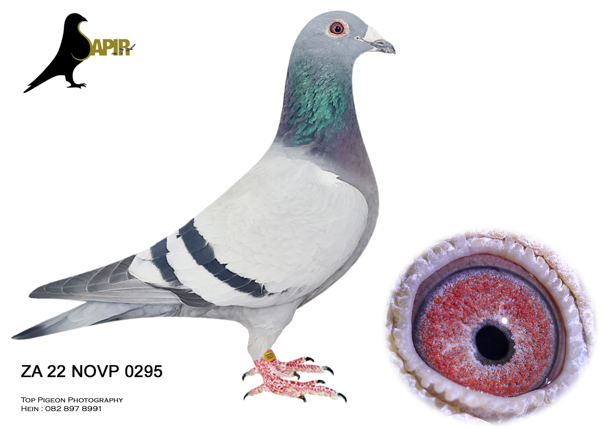 LOT 31- SAPIR AUCTION 4 – ACES RACING PIGEONS – ZA 22 NOVP 0295 – NO ...