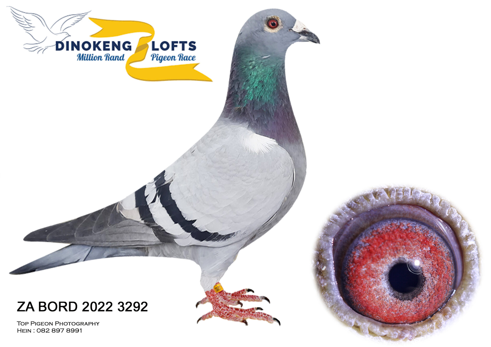 Lot 68 DINOKENG LOFTS AUCTION 2-ENGELBRECHT & PHILLIPS-ZA BORD 22 3292 ...