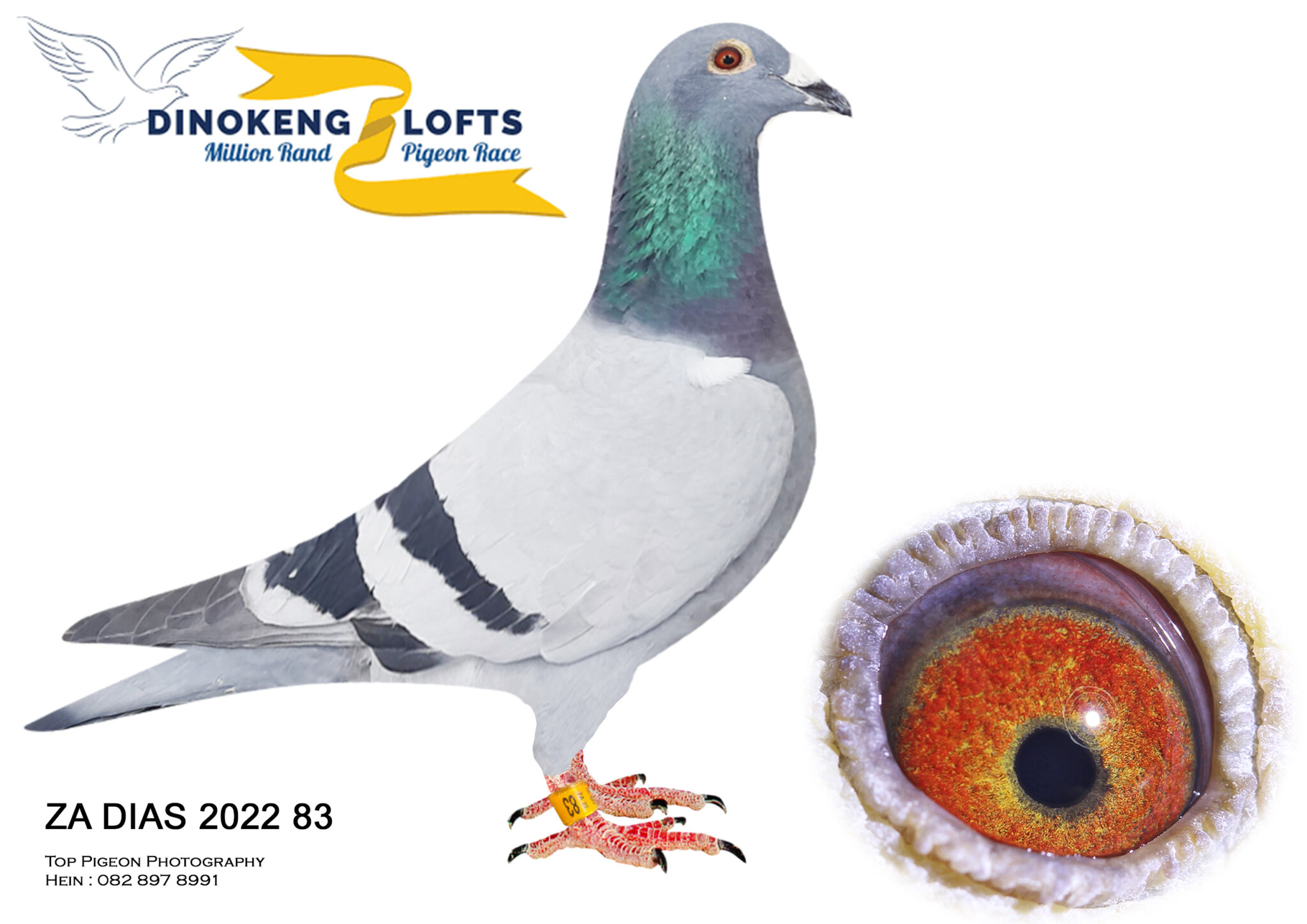 Lot 88 DINOKENG LOFTS AUCTION 2-WEBSTER LOFTS-ZA DIAS 22 83 BBAR – SIRE ...