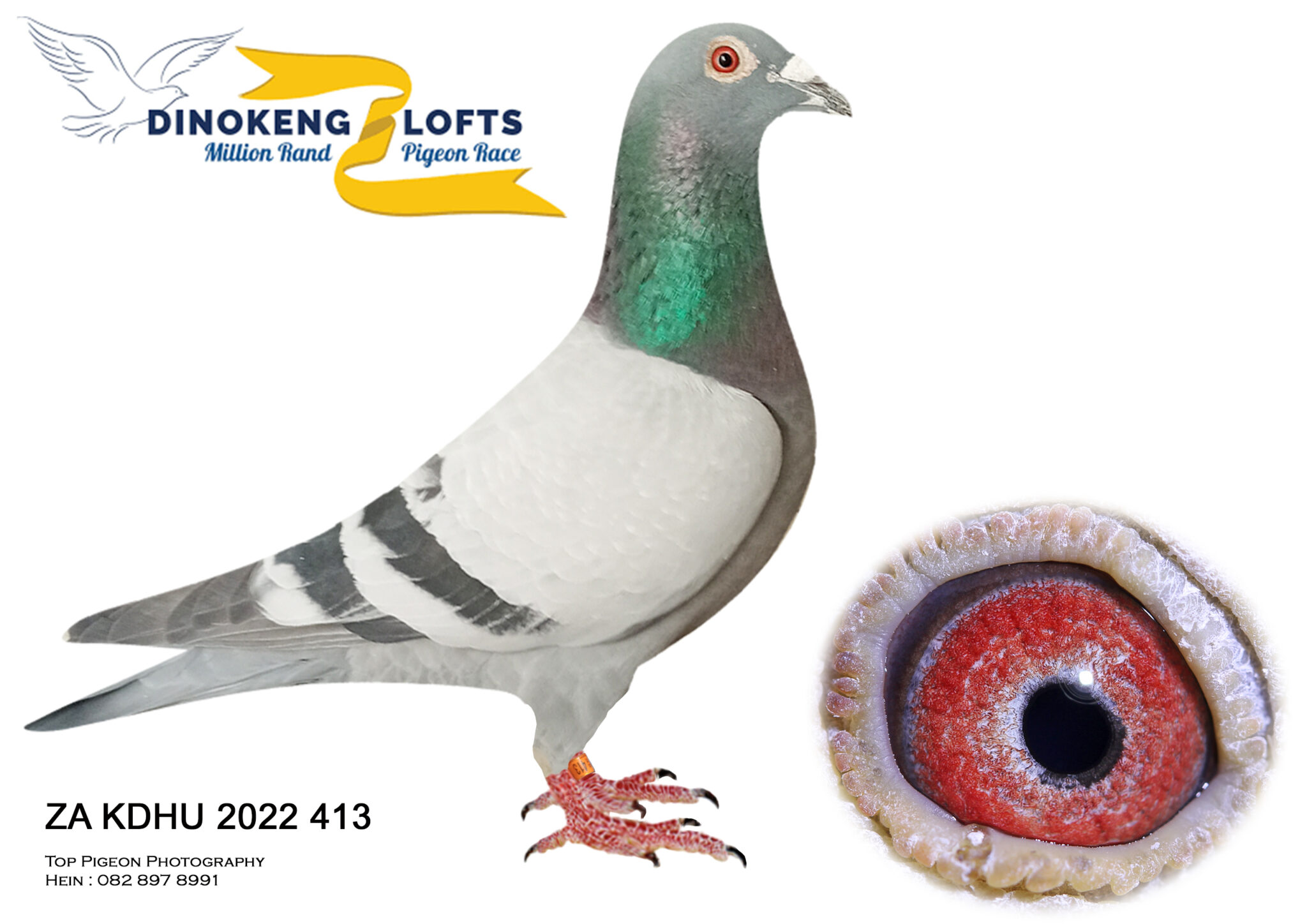 .LOT 3 EARLY DECEMBER- -KINGS & GYS LOUW TEAM 2(PIGEON PALACE)-ZA KDHU ...