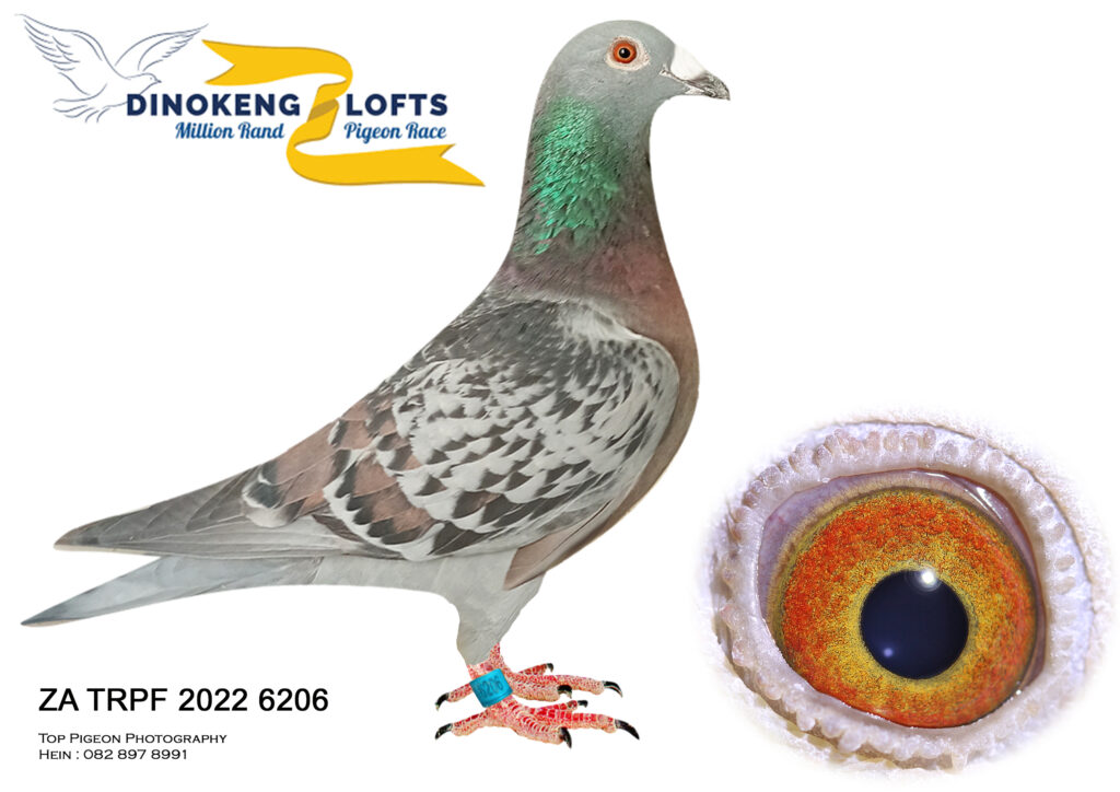 Lot 51 DINOKENG LOFTS AUCTION 2-TNT LOFTS-ZA TRPF 22 6206 – SIRE: ZA 15 ...