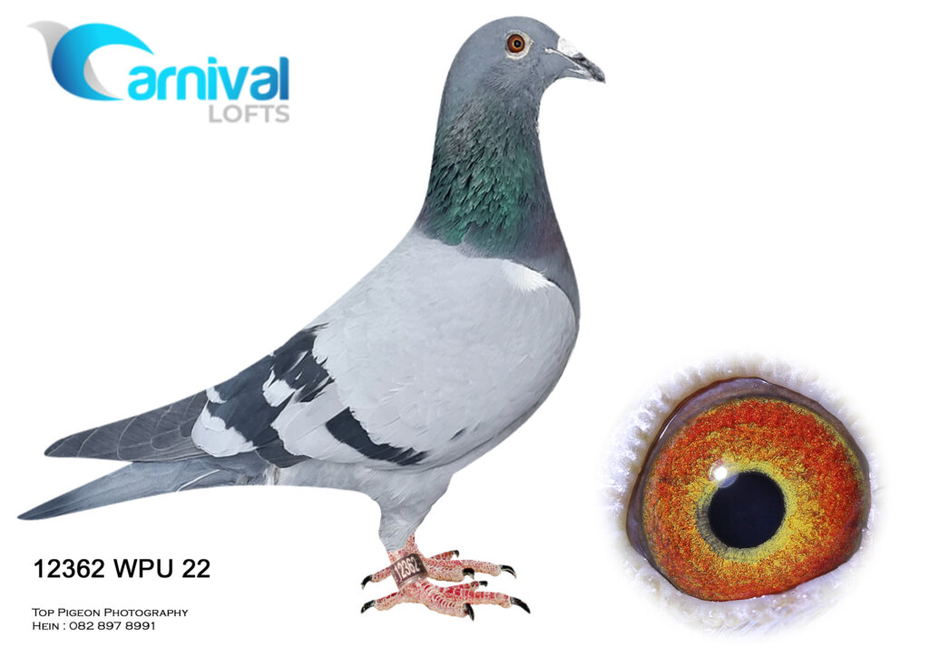 lot-29-carnival-one-day-lofts-ph-wpu-22-12362-bbar-2nd-final-winning