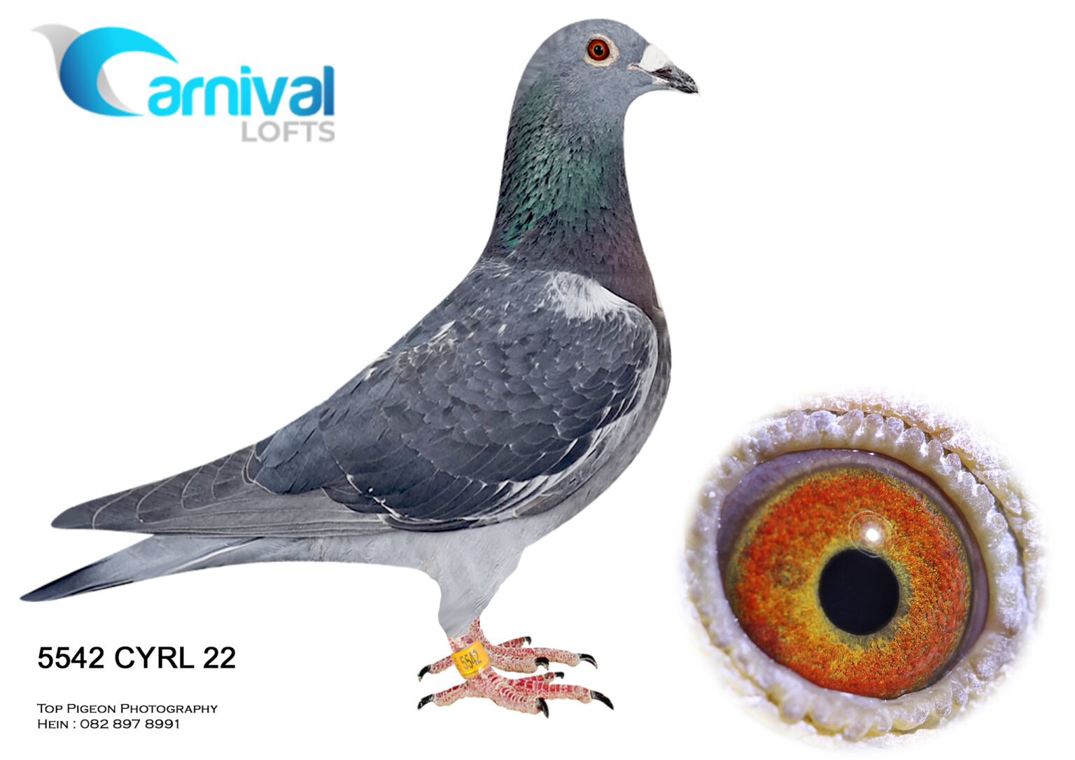 .LOT 6 WACKY WEDNESDAY CYRL 22 5542 DCH HALF SIBLING OF 7th AFRIKA