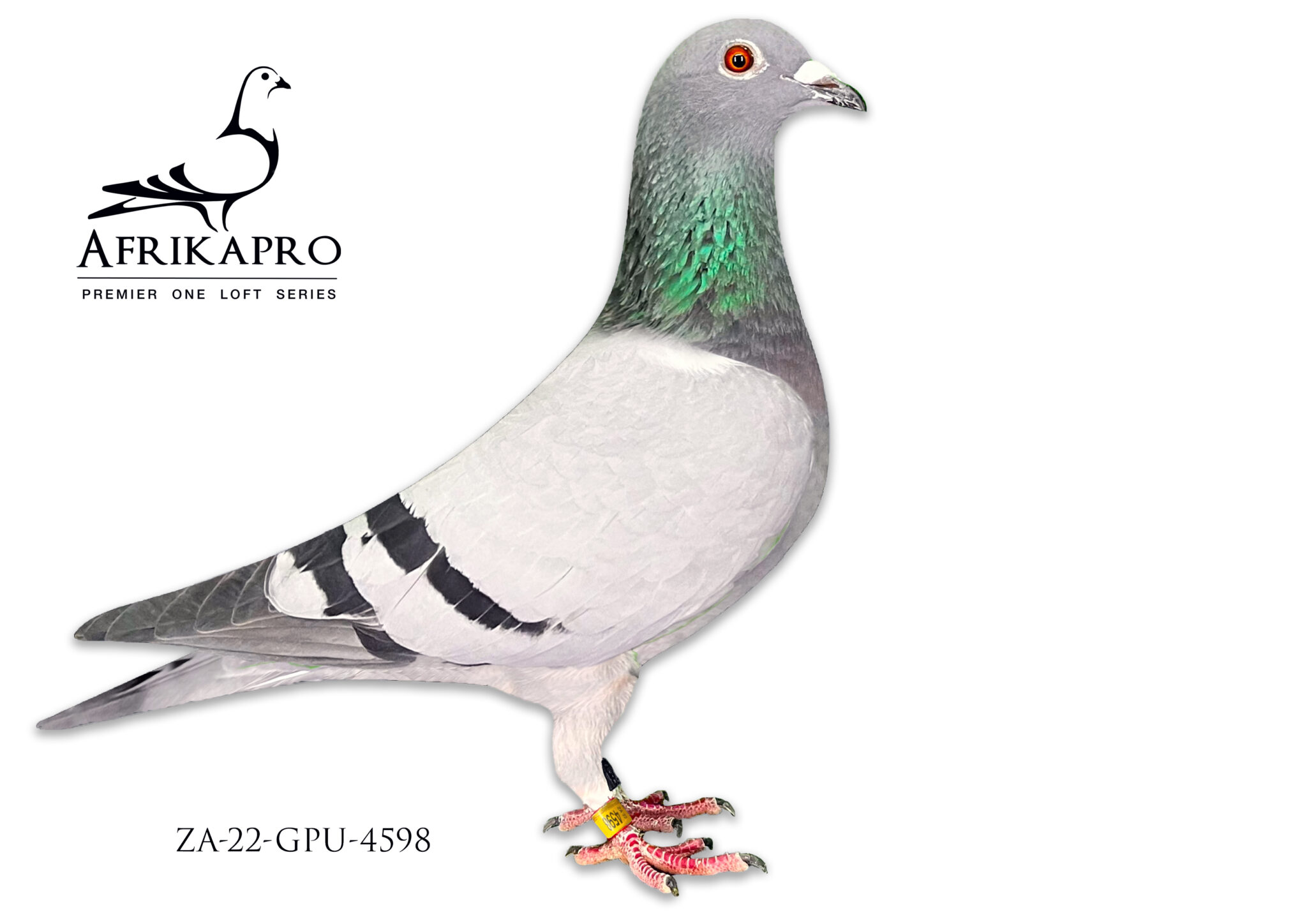 Lot 73 AFRIKAPRO AUCTION 1GYS LOUWZA 22 GPU 4598 BBAR BRED BY