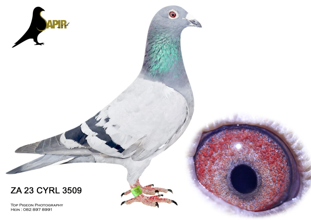 LOT 11 SAPIR AUCTION 2 – TOP PIGEON SYNDICATE – ZA 23 CYRL 3509———–SIRE ...