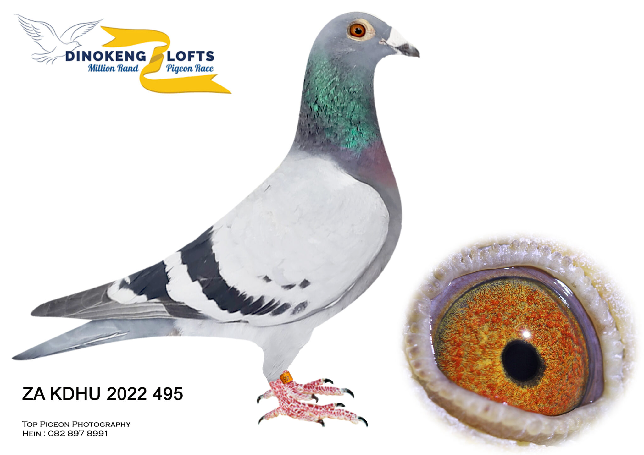 z..Lot 100 Dinokeng Auction 3-KINGS & GYS LOUW TEAM 1(bred by pigeon ...