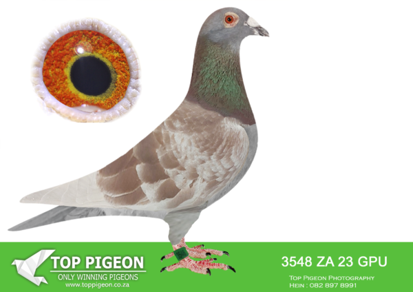 LOT 40 HARRY WILLSON – ZA 23 GPU 3548 RCH ——BRED BY PIGEON PALACE———SIRE:BE 19 4213646 “DOUBLE KITTEL”. DIRK VAN DEN BULCK, ONE OF A KIND KITTEL PEDIGREE. THIS COCK IS MOST PROBABLY THE ONLY HALF BROTHER X HALF SISTER BRED BACK TO FAMOUS “KITTEL” HIMSELF IN SOUTH AFRICA. INBRED GRANDSON “KITTEL” 1ST NATIONAL ACE KBDB 2013. “KITTEL” WAS THE BEST KBDB ACE BIRD IN THE HISTORY OF THE BELGIUM PIGEON SPORT. KITTEL HAD A WINNING COEFFICIENT OF 0.9.———–DAM:NL21 1676258. “KITTY GOLD DUST”. VD BULCK X SANGERS. DAUGHTER SUPER “KITTY” 1ST ISNES 1984 PIGEONS. DOUBLE GRAND DAUGHTER OF FAMOUS “GOLD DUST” THE BEST BREEDING FULL SISTER TO THE FAMOUS “KITTEL” IN THE WORLD. BRED HALF BROTHER X HALF SISTER BACK TO SUPERBREEDER “GOLD DUST”. CURRENTLY THE MOST SOUGHT AFTER BIRDS AROUND THE GLOBE.SEE PEDIGREE!!