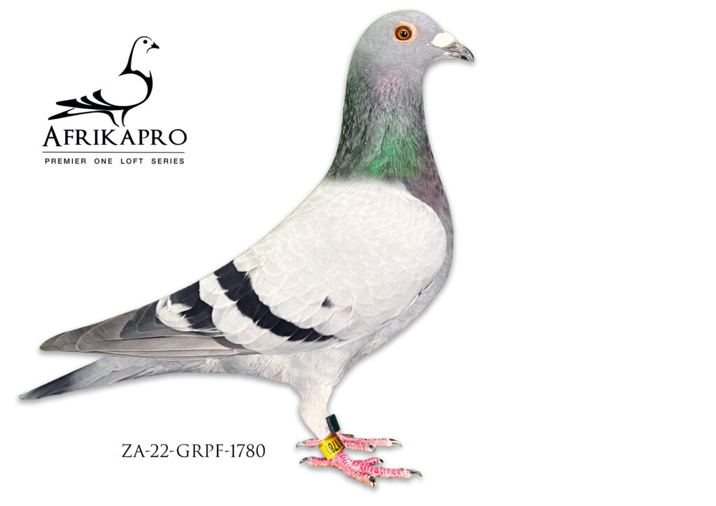 Z..LOT 110 AFRIKAPRO AUCTION 3 – DOUW STEYN ZA 22 GRPF 1780 – - Top Pigeon