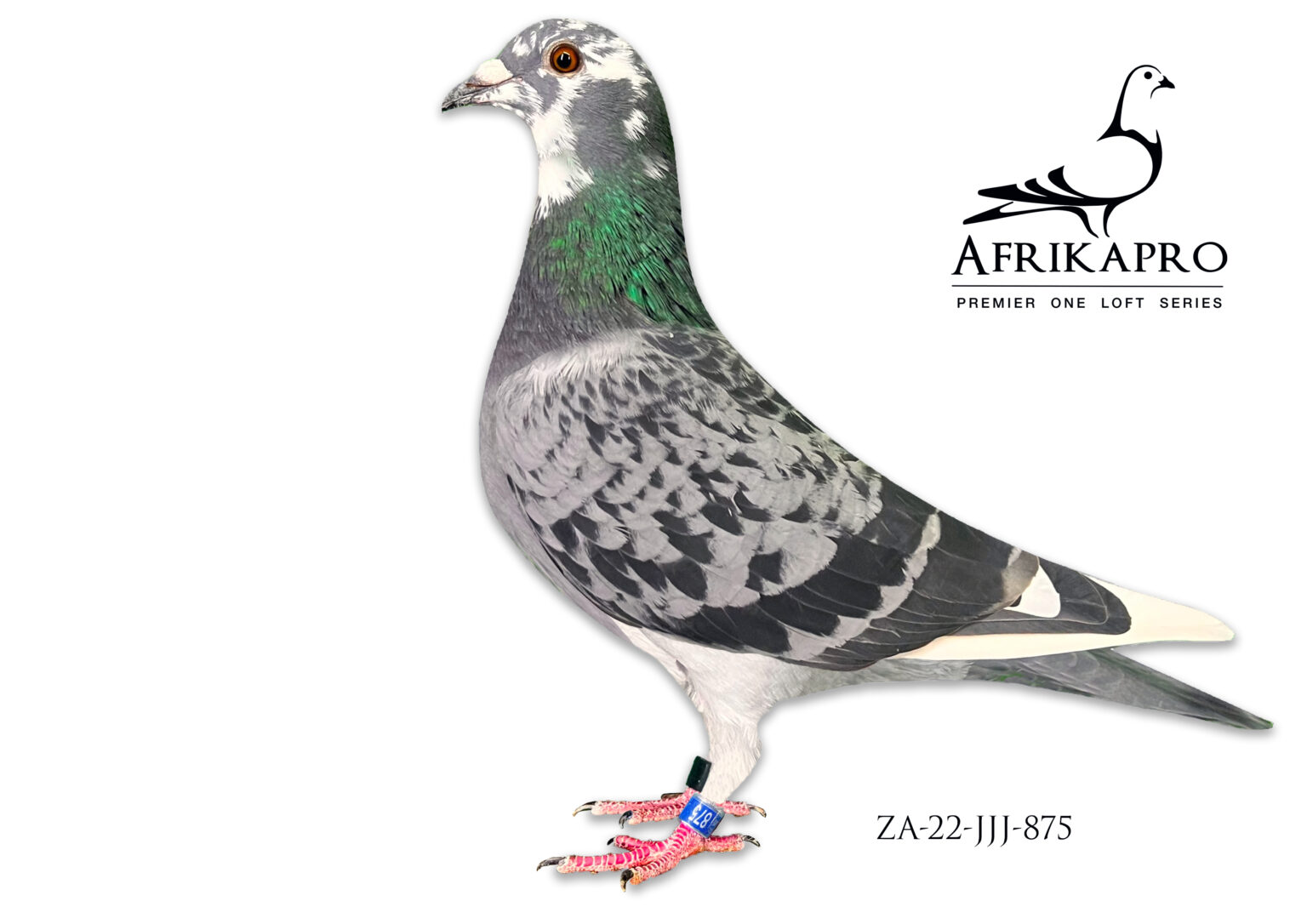 Z..LOT 113 AFRIKAPRO AUCTION 3 – BUCKLE & KORFF – ZA 22 JJJ 875 -SIRE ...