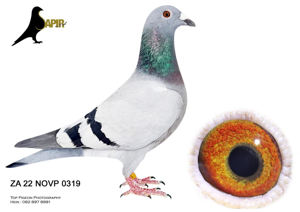 LOT 46- SAPIR AUCTION 4 –ACES RACING PIGEONS – ZA 22 NOVP 0319 – NO ...