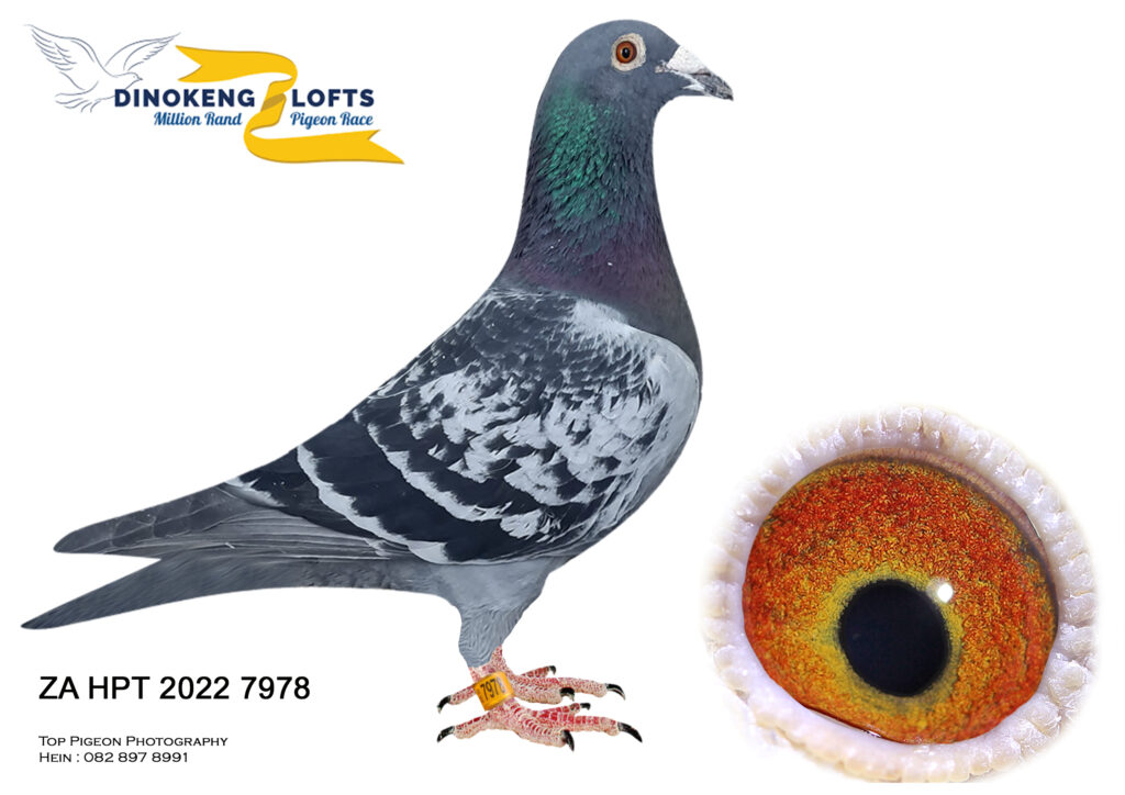 LOT 90 DINOKENG OLR AUCTION 4 B -JJJ VD LINDE & DANIE SCHOLTZ – ZA 22