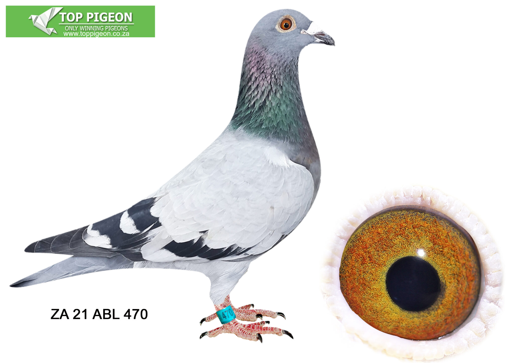 LOT 6 PIGEON PALACE ZA 21 ABL 470 BRED BY ALWYN BESTER PROGENY lot-6-pigeon-palace-za-21-abl-470-bred-by-alwyn-bester-progeny