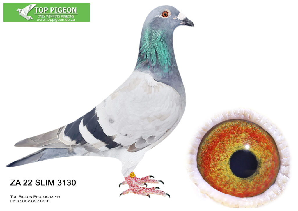 .LOT 9 PIETER BEKKER -ZA 22 SLIM 3130 BBAR – THIS PIGEONS WILL PRODUCE ...