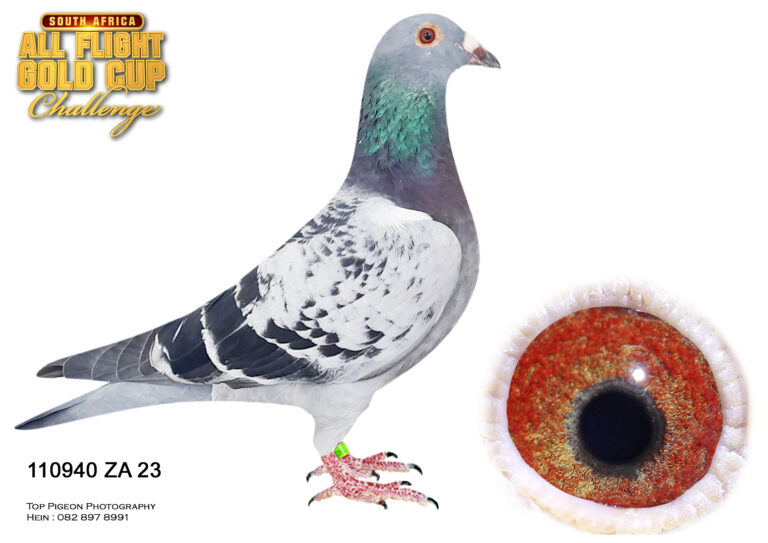 LOT 15 CARNIVAL LOFTS OLR SUMMER AUCTION 2 ENGELBRECHT RACING PIGEONS