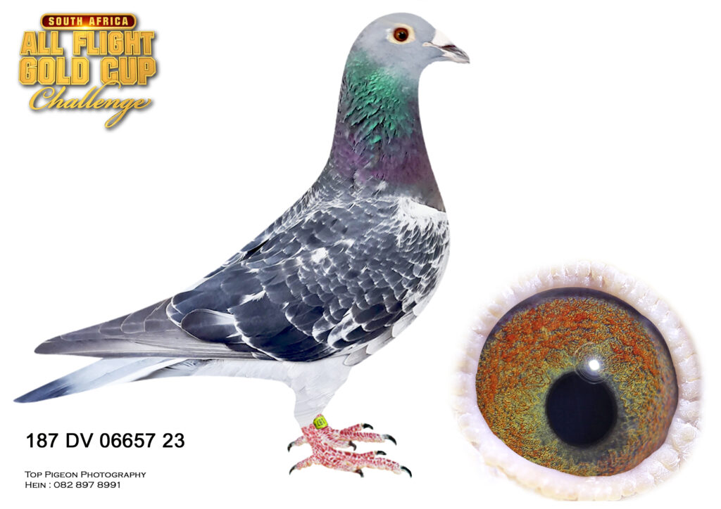 LOT 49 CARNIVAL LOFTS OLR SUMMER AUCTION 2 -WOLVERS & GROENE – 187 DV ...