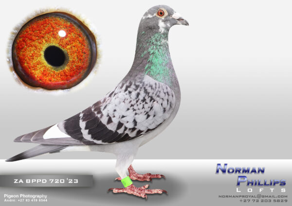 .LOT 7 NORMAN PHILLIPS – ZA 23 BPPD 720  – 39th Final -34th HS4 -4th HS3 -31st HS1- 2nd Ace Bird CAPETOWN IOLR 2024———–SIRE: FB CAR 21 1106 . KLAAS / VAN WYNGAARDT.————–DAM:KNOX 116 17 . VAN LOON / AD SCHEARLAKENS.SEE PEDIGREE!!!!!