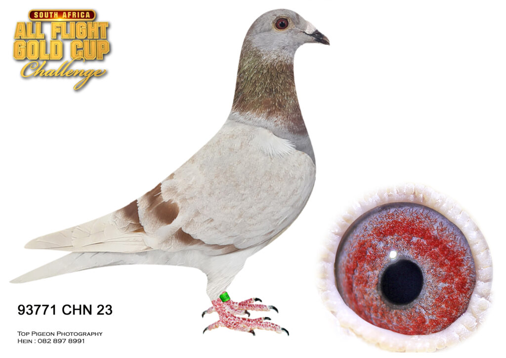 .LOT 1 CARNIVAL LOFTS OLR SUMMER AUCTION 1 – Seed Tribe-93771 CHN 23 ...