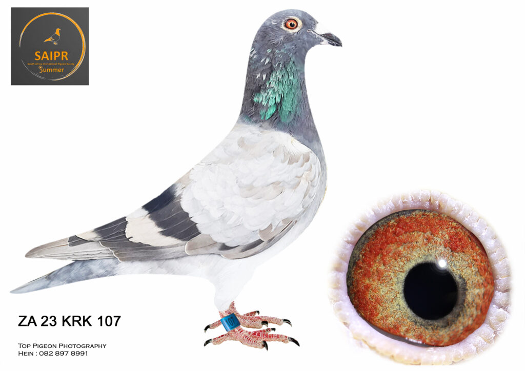 .LOT 9 R500 BARGAIN BOX ZA 23 KRK 107 BRED BY KLERKSDORP RACERS—44TH FINAL SAIPR SUMMER 2024