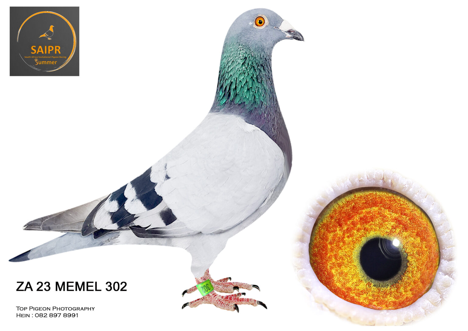 LOT 12 SAIPR SUMMER OLR AUCTION 1 -ZA 22 MEMEL 302 (BRED BY HERMAN ...