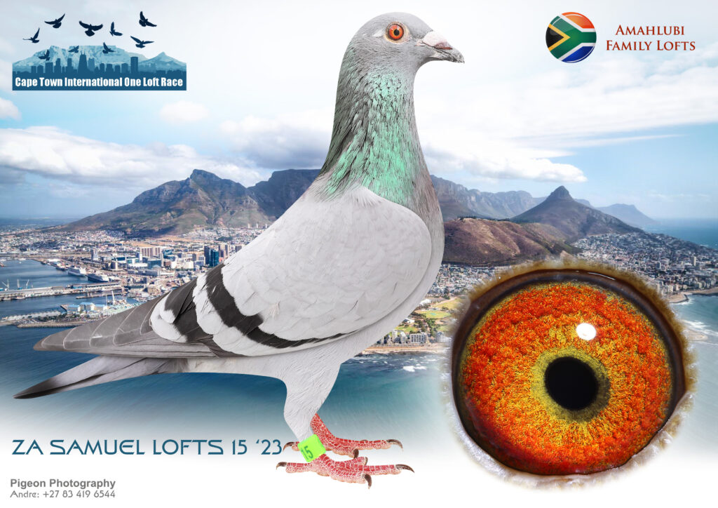 z..LOT 116 CAPETOWN INTERNATIONAL OLR AUCTION 2 -ZA 23 SAMUEL LOFT 15 ...