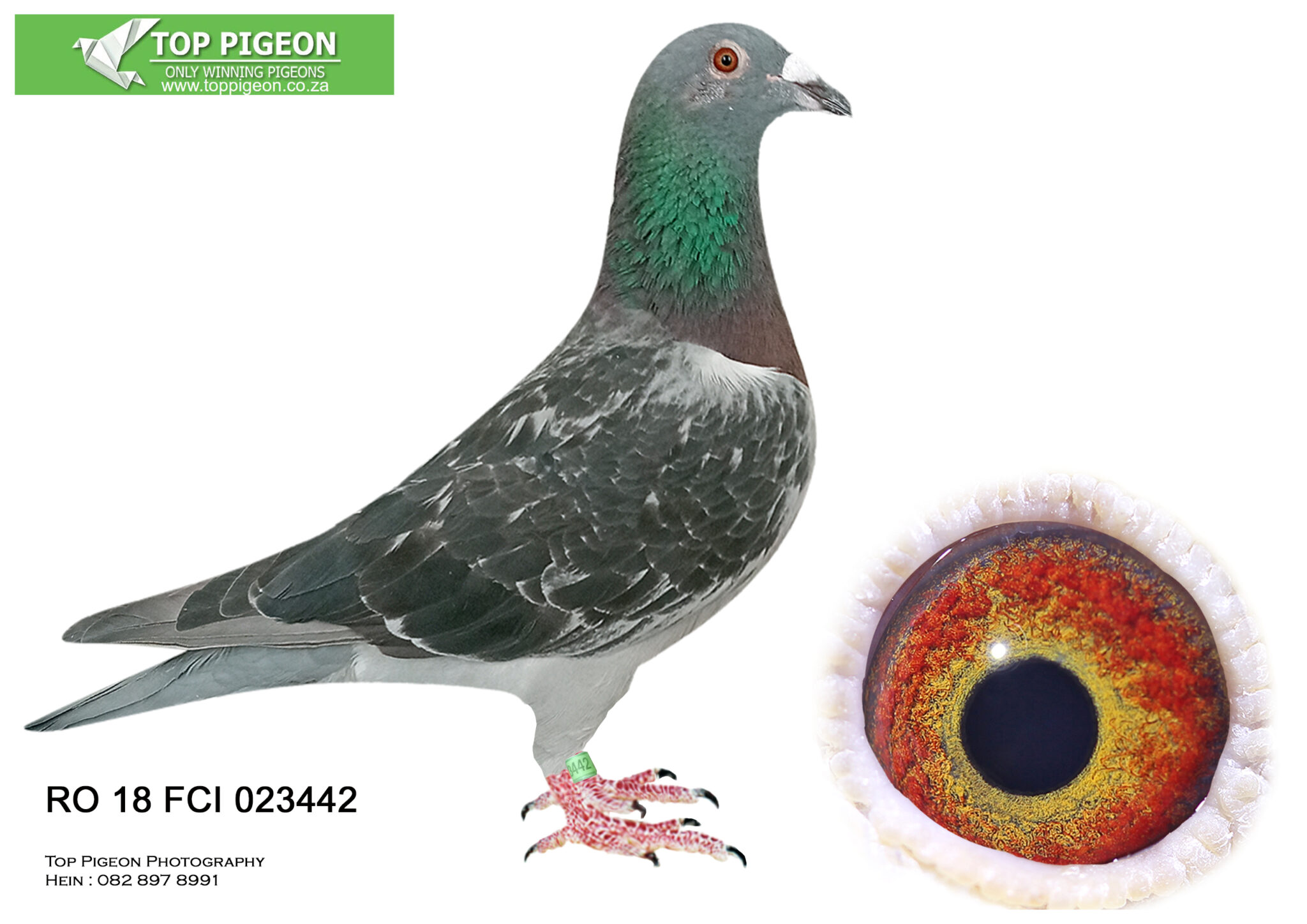 .LOT 3 INTERNATIONAL AUCTION RO 18 FCI 023442—SIREBE 14 6303253