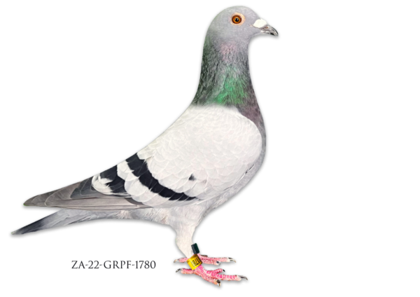 LOT 12 R500 BARGAIN BOX  -ZA 22 GRPF 1780 -BRED BY DOUW STEYN – NO PEDIGREE!!!!!