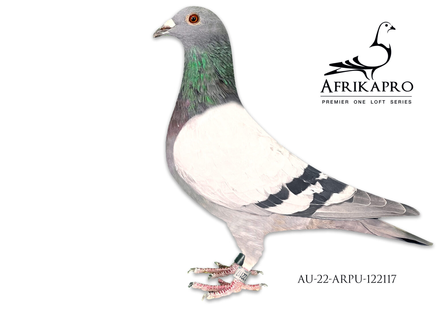 .lot 4 International Auction -au 22 Arpu 122117 -sire:2598 Trpf 21 Za 