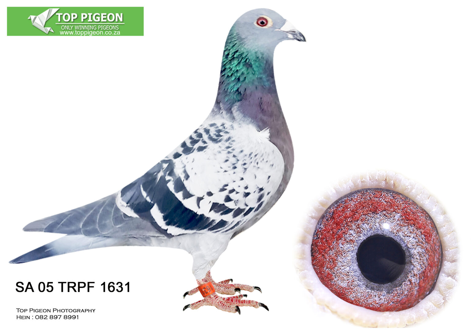 .LOT 7 PIGEON PALACE SA 05 TRPF 1631 -RUNG WITH AN OLD RING BRED IN ...