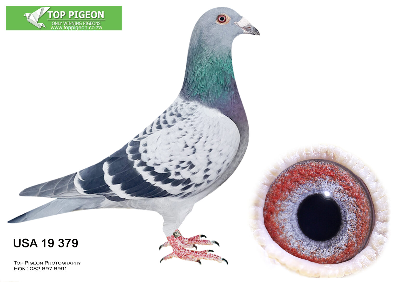 .LOT 3 PIGEON PALACE USA 19 379 “SPECIAL HEN” – BRED BY PIGEON PALACE ...