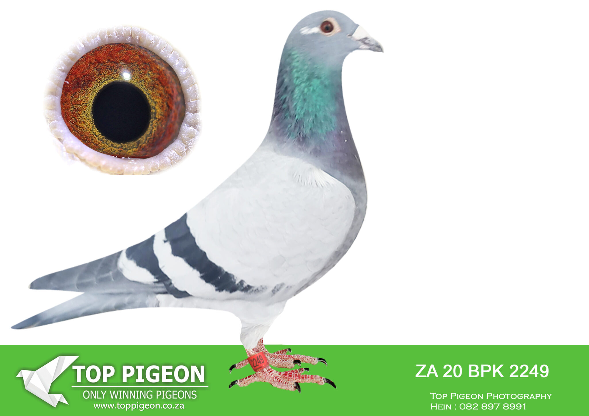 LOT 25 EARLY MAY ZA 20 BPK 2249 –SIRE: 09-6222787.– Houben fam-Itegem ...