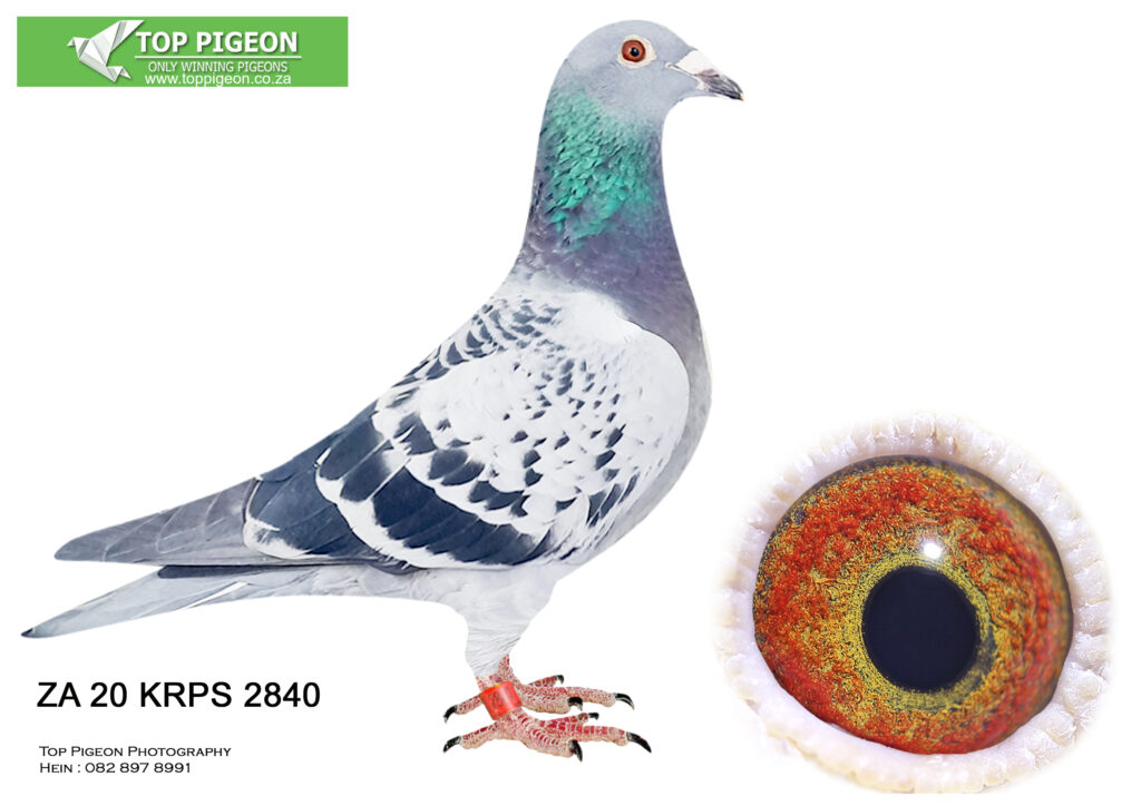 Inbread Pigeon LOT 23 PIGEON PALACE ZA 20 KRPS 2840 -SIRE:NDK 18 0573 “INBRED BASIC ...