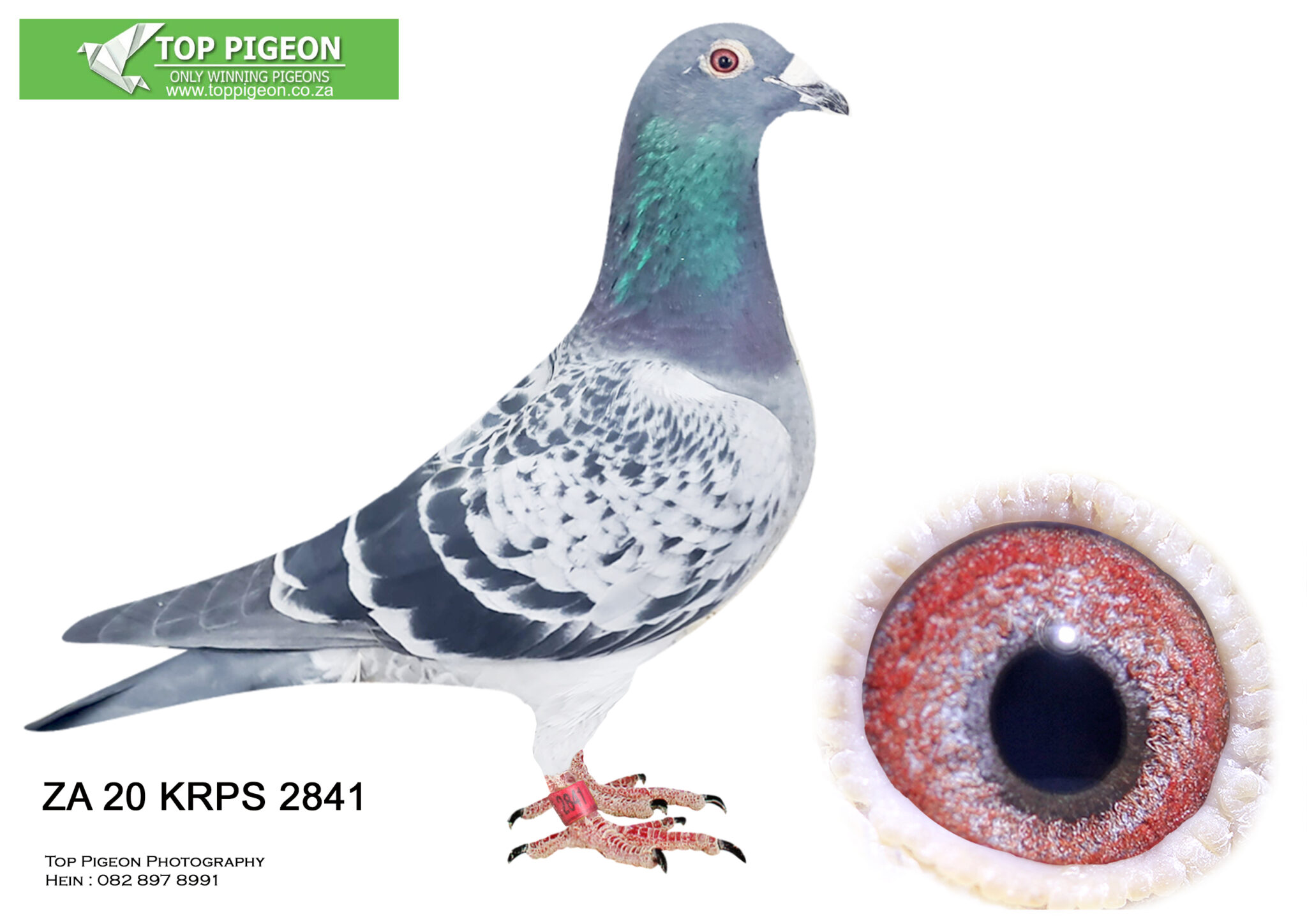 LOT 21 PIGEON PALACE ZA 20 KRPS 2841 -SIRE:ZA 17 TRPF “SON TONNIE ...