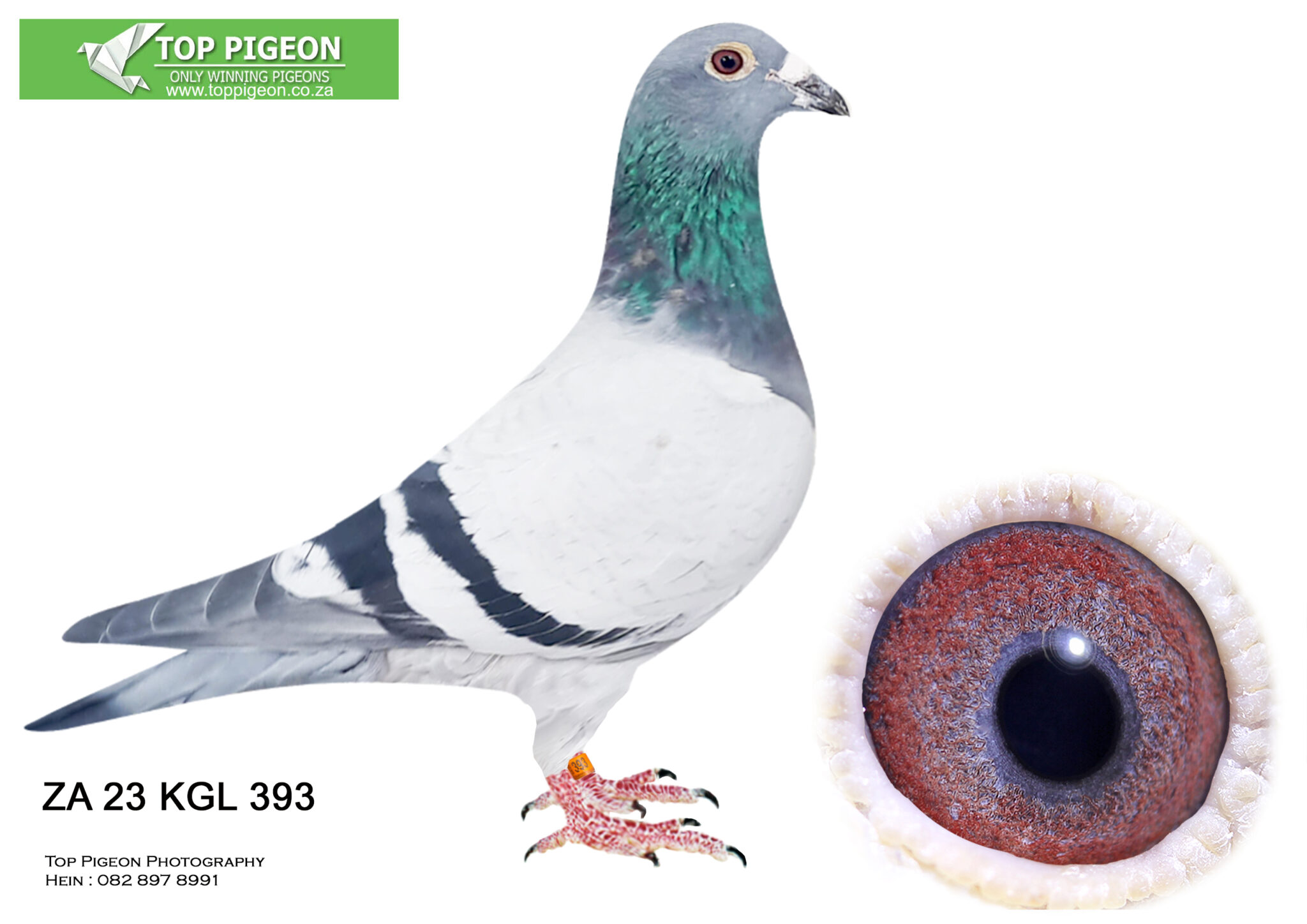 LOT 16 PIGEON PALACE ZA 23 KGL 393 -SIRE:BELG 10 6342151 “LOT 7”. BOSUA ...