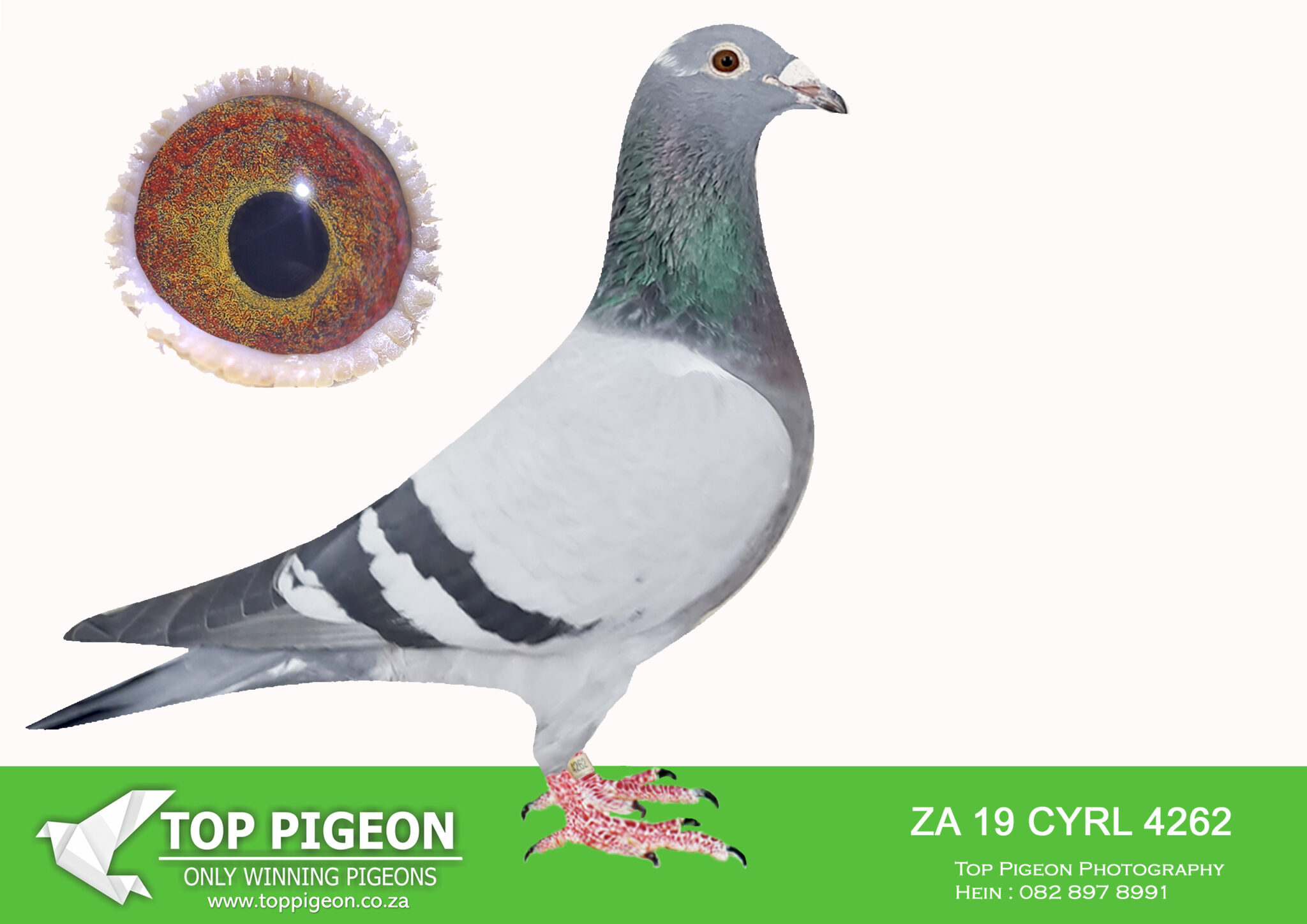 .LOT 6 MID JUNE – ZA 19 CYRL 4262 -SIRE:1053 ZA GPU 17 ’53’ Colour: BBP ...