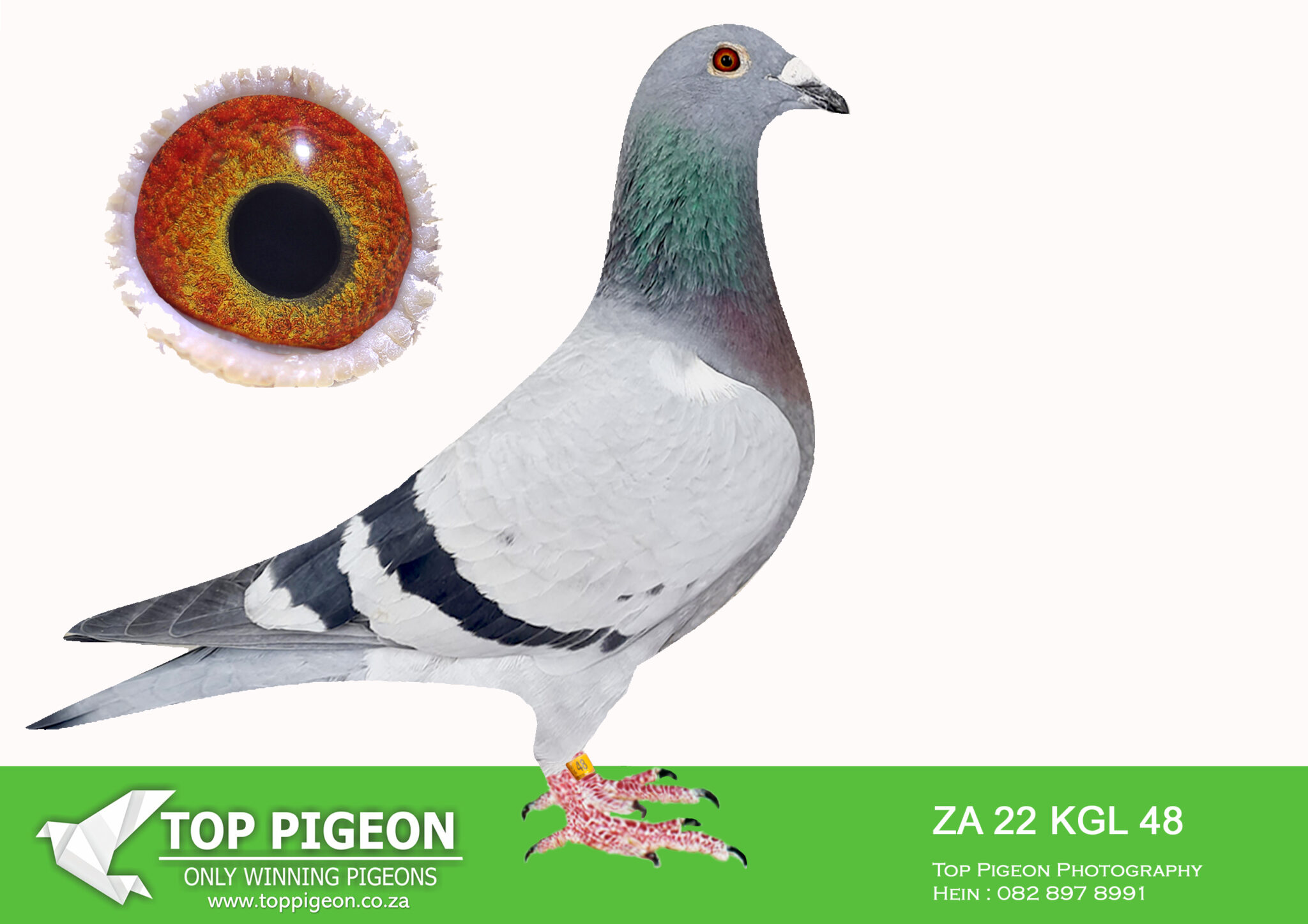 LOT 16 PIGEON PALACE – ZA 23 KGL 48 —-TOP HEN WINNING NOUPOORT 695KM AS ...