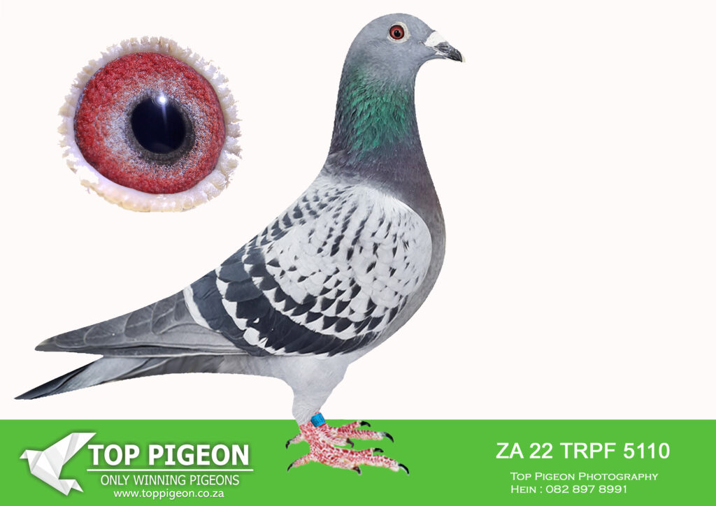 .LOT 4 PIGEON PALACE – ZA 22 TRPF 5110 ——BRED FROM OUR VERY BEST AND ...