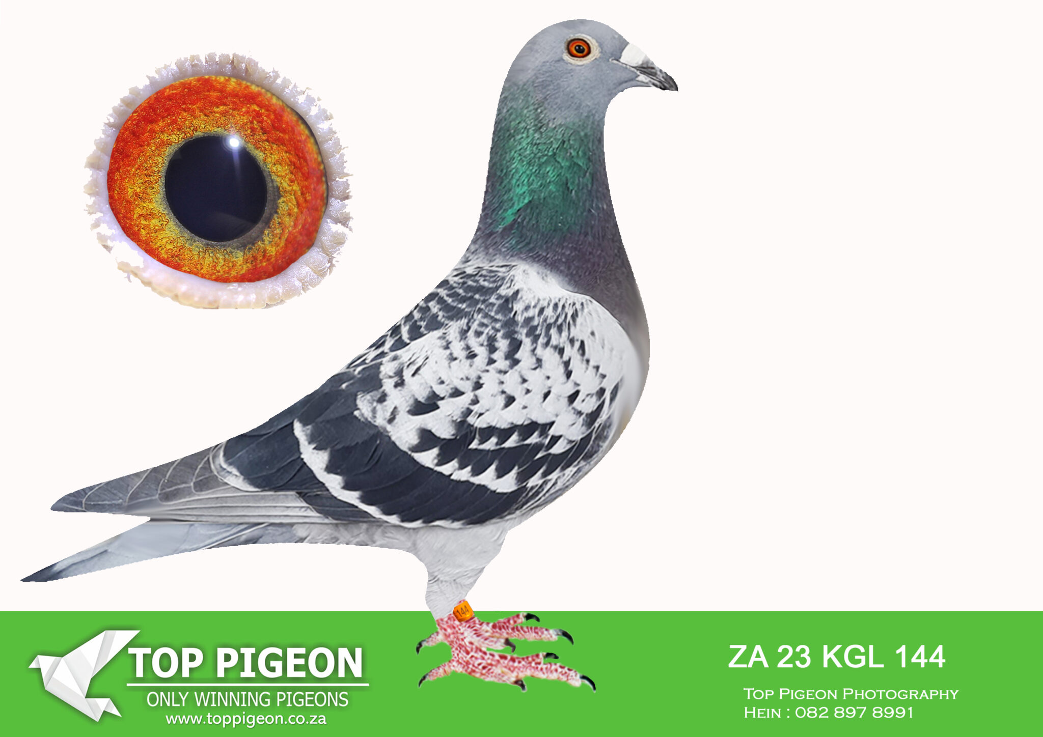 .LOT 2 PIGEON PALACE ZA 23 KGL 144——-Full sister to best South Africa ...