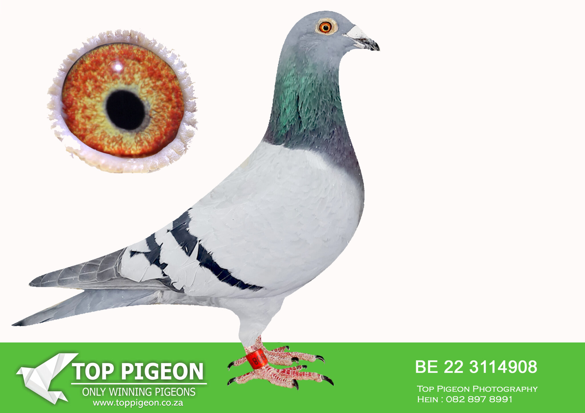 .LOT 3 INTERNATIONAL AUCTION BE 22 3114908 ——BRED BY GINO CLICQUE