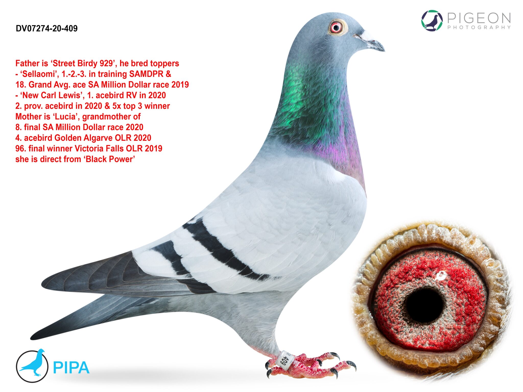 .LOT 4 NORMAN PHILLIPS – ZA 23 BORD 4984 -SIRE: 1576 ZA 21 CRU.Alias ...