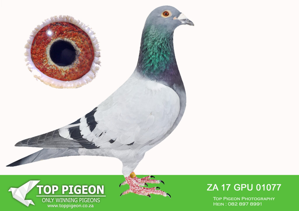 LOT 13 EXTRAVAGANZA AUCTION – ZA 17 GPU 01077 – . nr 1 Kaasboer Cock ...