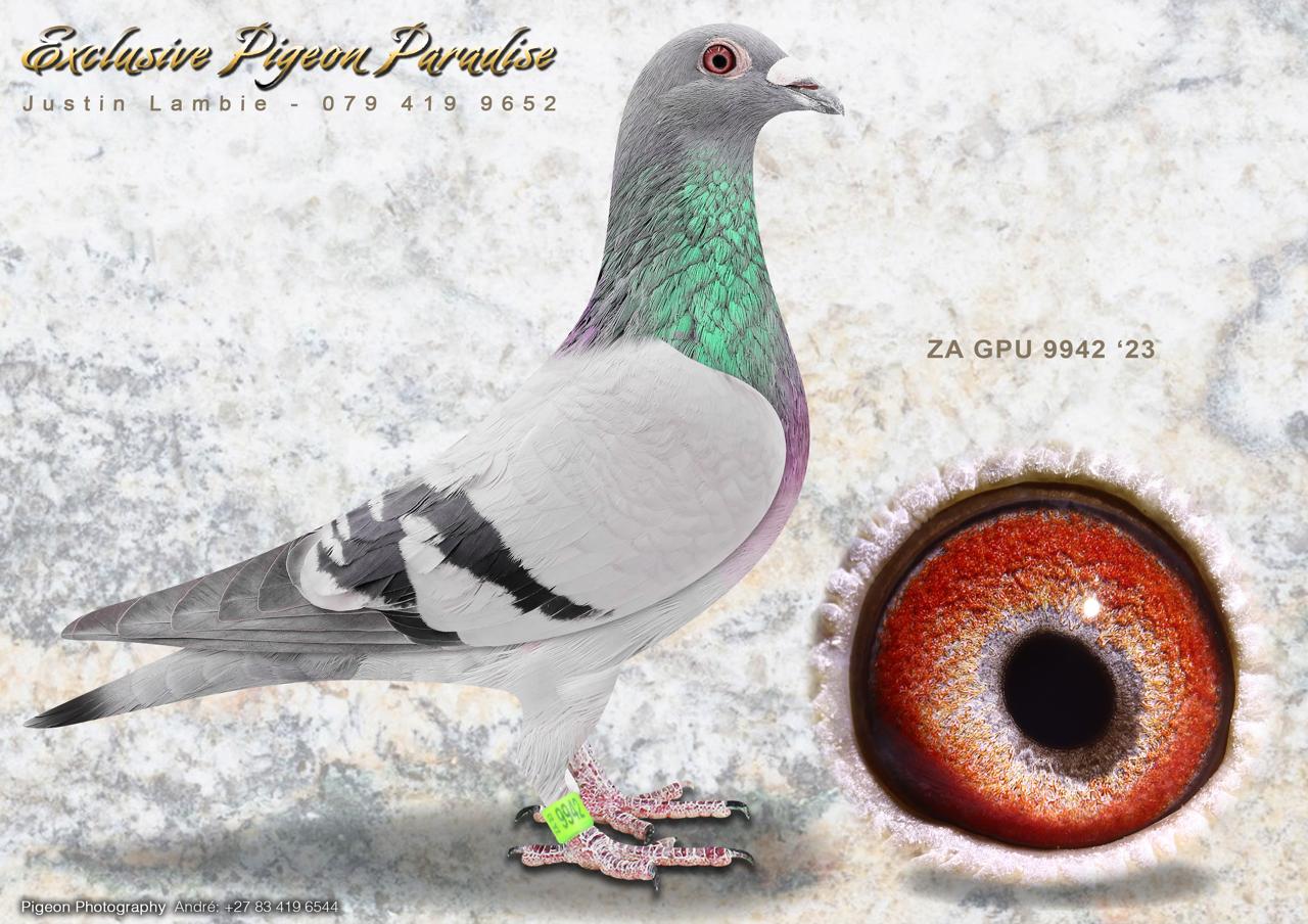 .LOT 2 EXCLUSIVE PIGEON PARADISE – ZA 23 GPU 9942 -Bred from our best SABLON x CARELLY Genetics. Sire, MANNY PACQIAO direct son to BOYTJIE x JBM’s GIRL. Full brother to ROCKY who bred PILOT EYE 4th ACE bird Dinokeng OLR 2020 and 8th Barzalona race. ROCKY is grandfather to MISS NAVIGATOR, Bakkie Winner at Dinokeng OLR 2021, Barzalona race. ROCKY is grandfather to STORM CHASER, 1st winner by 4 min OLR final Dinokeng 2022 & grandfather to OCEAN BREEZE, equal winner 2nd by 4 min OLR final Dinokeng 2022. Dam, ZA GPU 6909 ’18 bred very good racers for J Faul & DJ Scholtz at Club Level.SEE PEDIGREE!!!