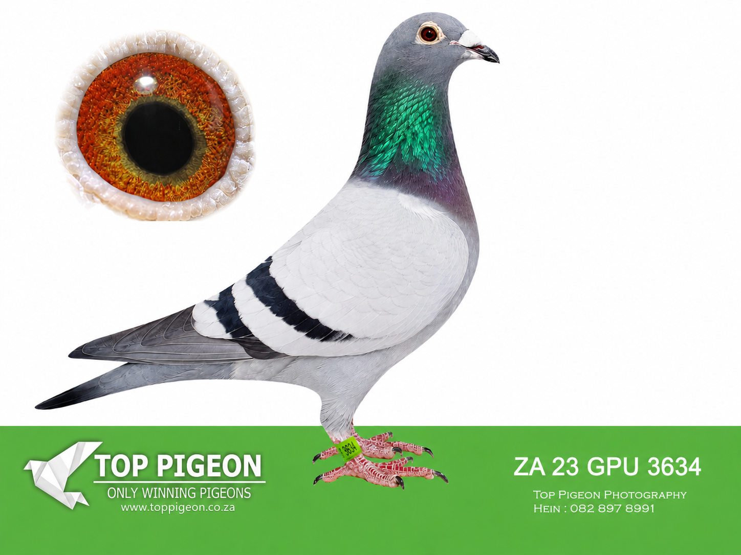 .LOT 1 SIMPLY THE BEST-ZA 23 GPU 3634 -BRED BY PIGEON PALACE –DAM IS FULL SISTER TO DAM OF SUPER RACER “LARA” 1ST ACE PIGEON AFRIKAPRO 2025 , SOLD FOR 2.2 MILLION ON PIPA—-15TH FINAL , 3RD RACE 2 , 4TH RACE 3 , 8TH RACE 6 CARNIVAL OLR 2024—SIRE:ZA 22 TRPF 6591. FEDERATION WINNER ALSO WINNING DOUW STEYN INVITATIONAL EXPENSIVE RING RACE. BRED FROM A CLICK PAIR OF PIGEONS.——–DAM: ZA 20 PWDU 2620 “MIENKE”. GRAND AVERAGE WINNER & 2ND ACE BIRD DINOKENG 2021. WINNER OF “BIG MONEY” RACE 2021. 2ND FINAL BARZALONA DINOKENG 2021. THIS HEN IS A GRAND DAUGHTER OF “MIRAGE”.SEE PEDIGREE!!!!